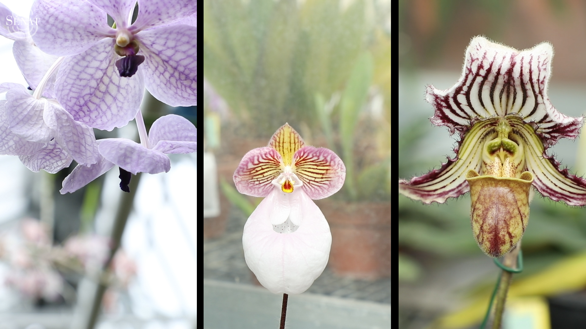 Jardin du Luxembourg : Présentation de la collection d'orchidées du Sénat